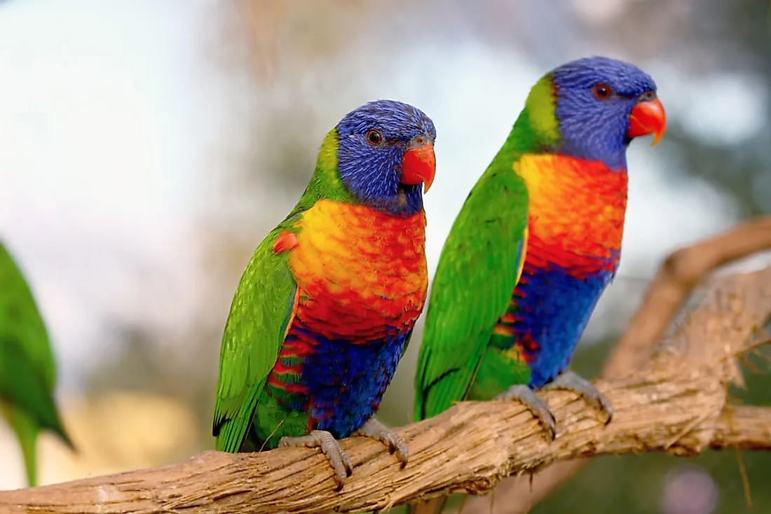 Rainbow lorikeets on a tree branch. 