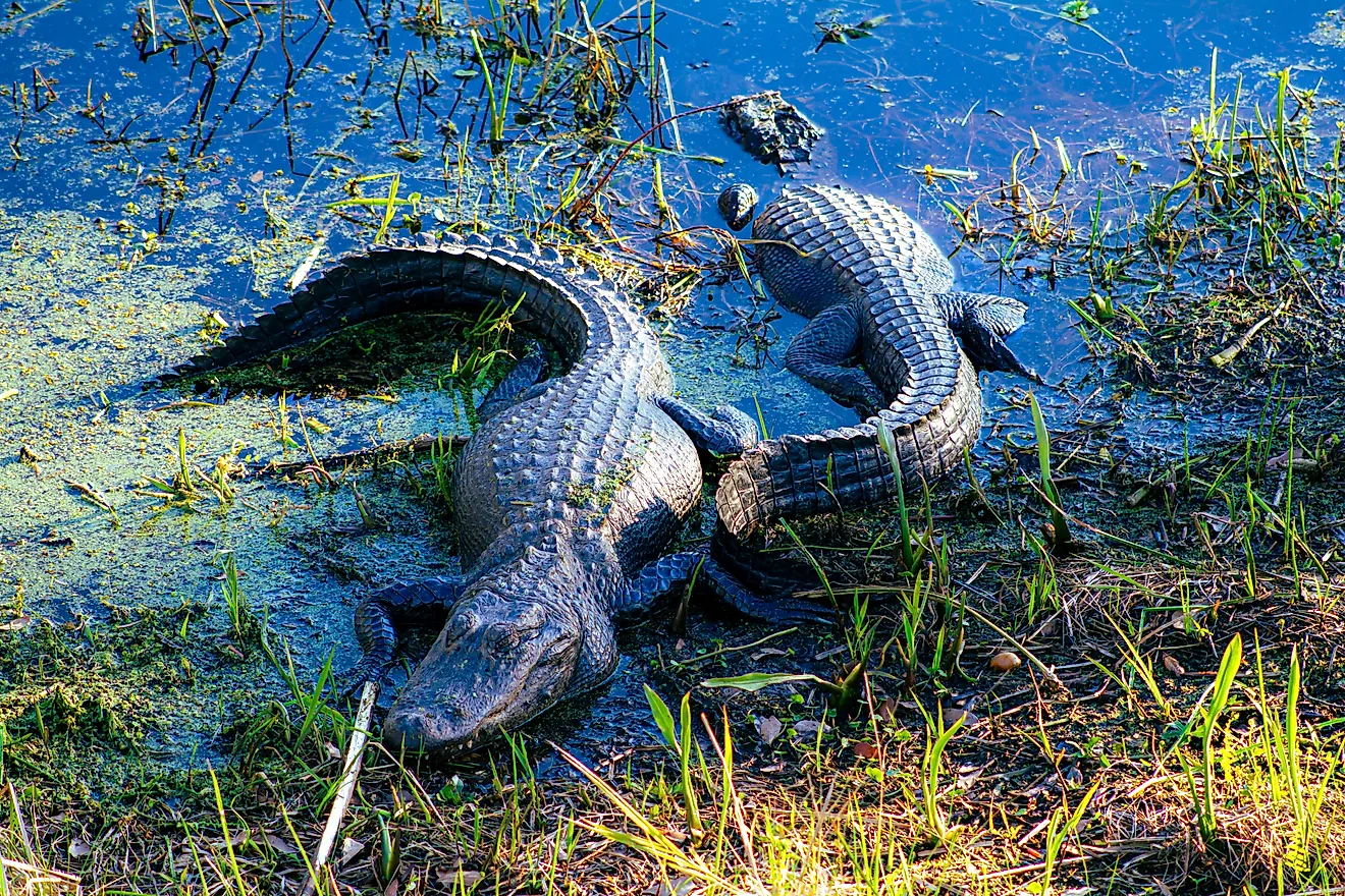 Two American Alligators sunbathing in the Louisiana swamp