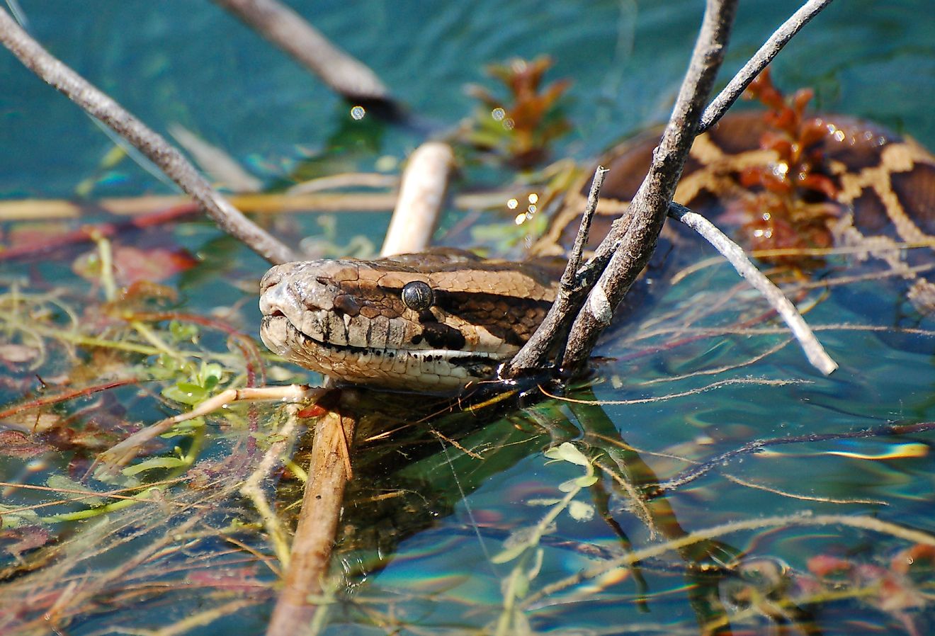Burmese Python in the water in the Florida Everglades.