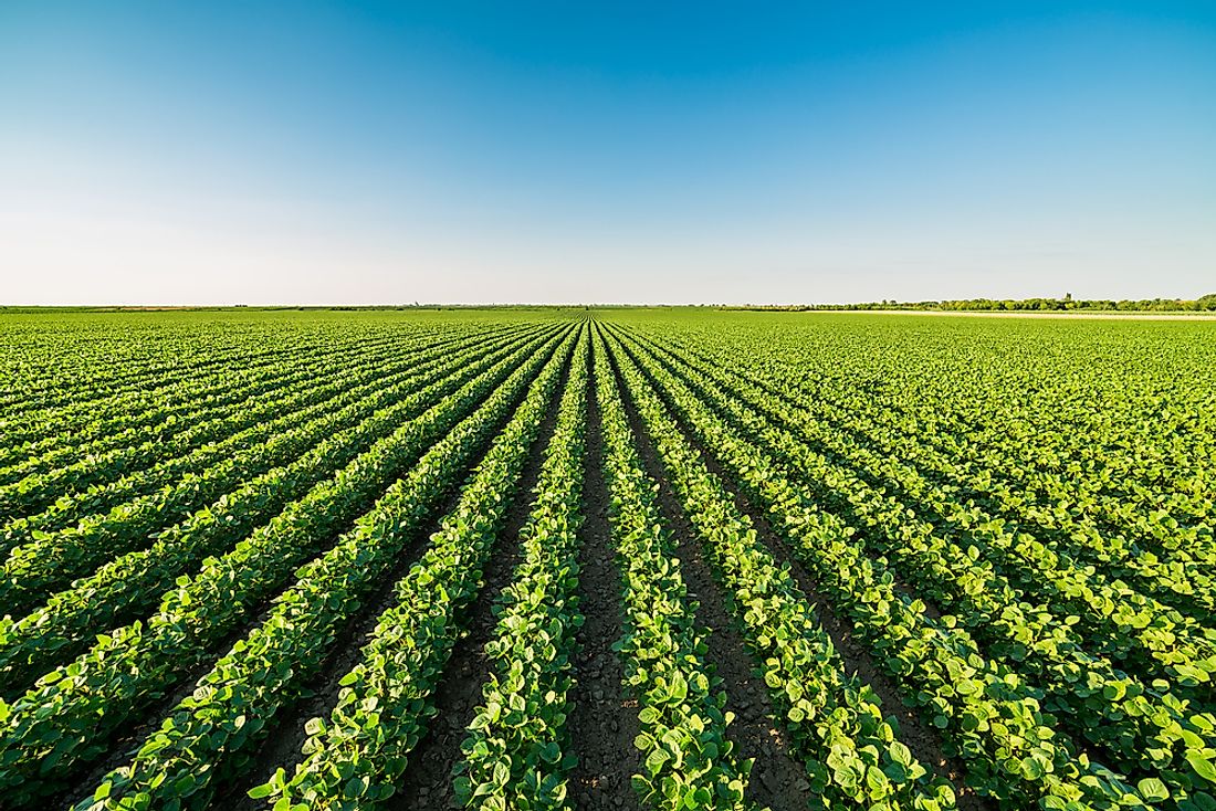 A soybean field. 