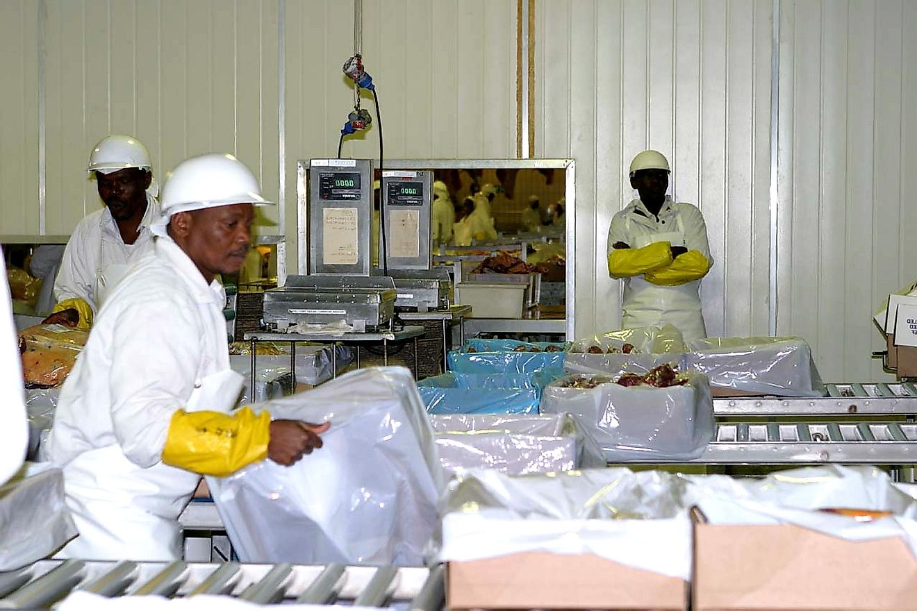Meat packers preparing beef for export.