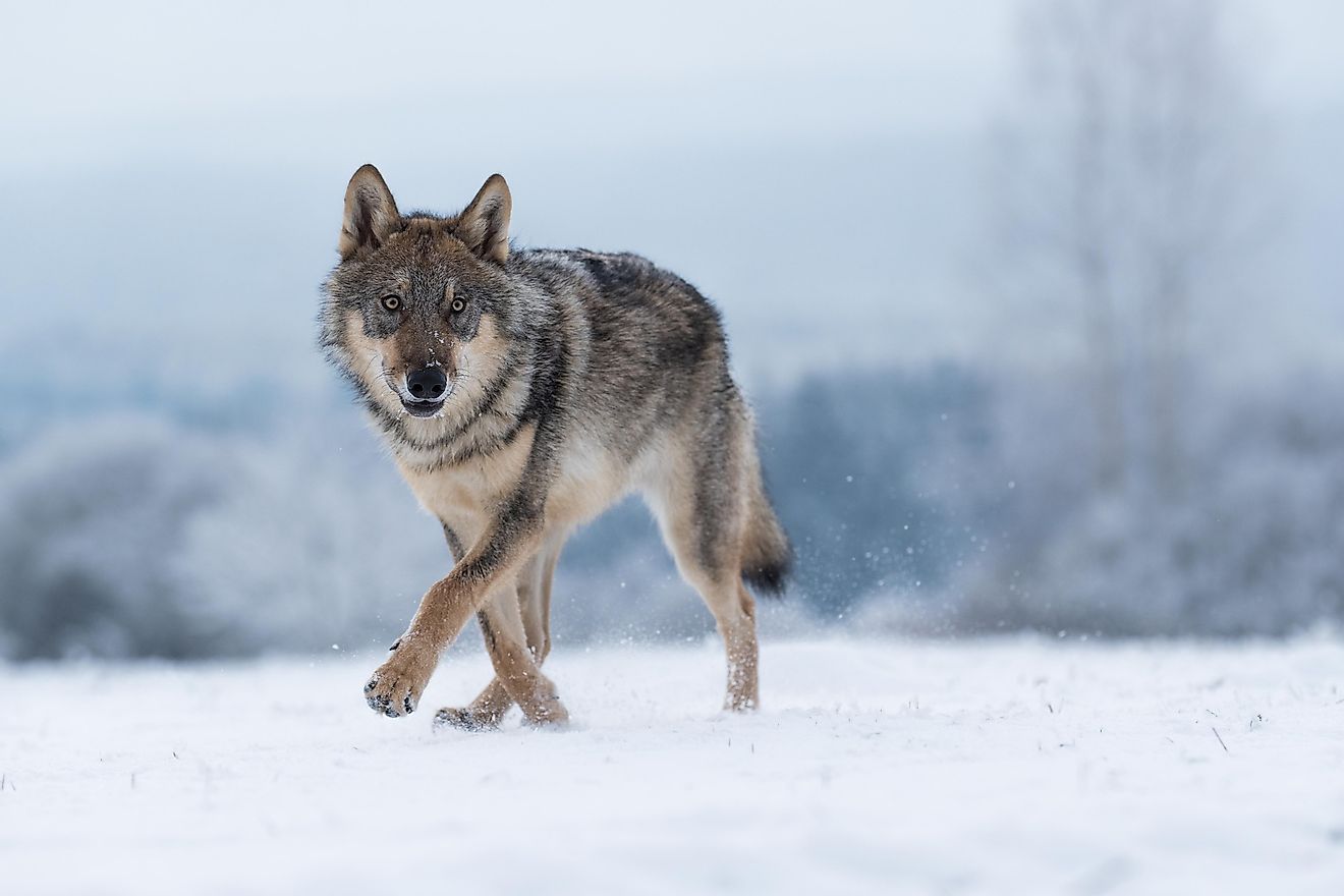 Gray wolf in the snow. Image credit: Vlada Cech/Shutterstock.com