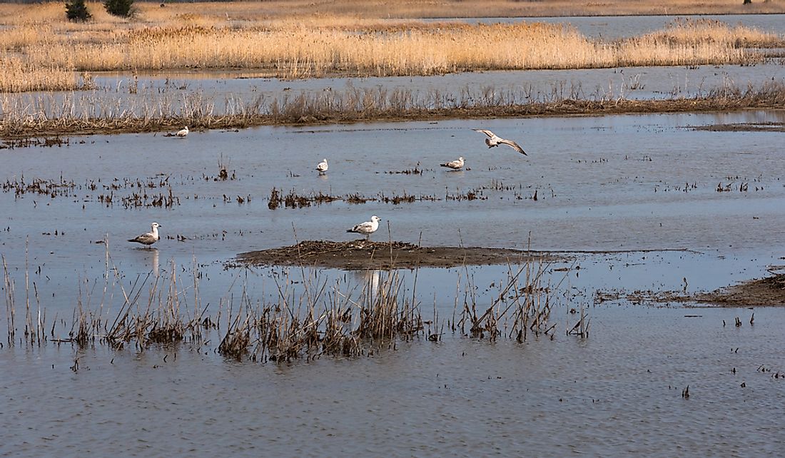 Salt marshes provide food sources for many species of wildlife. 