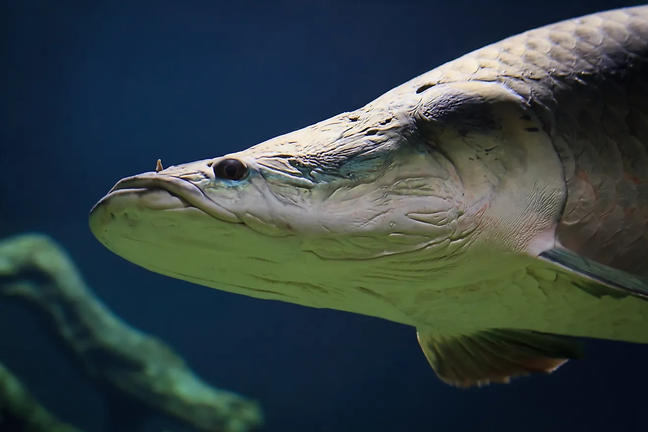 An arapaima (Arapaima gigas)