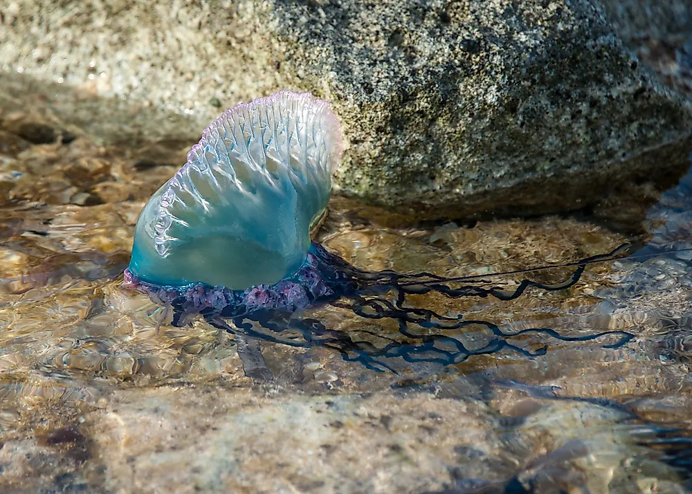 A Portuguese Man-O-War.