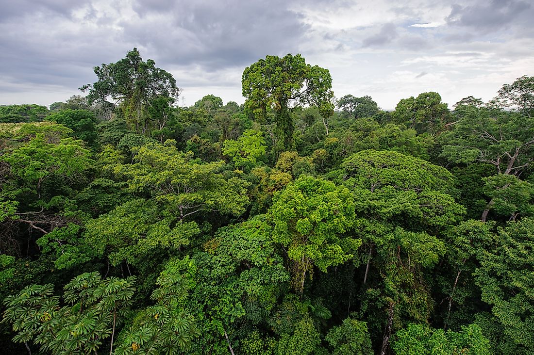 Trees in the Amazon Rainforest of Peru. 