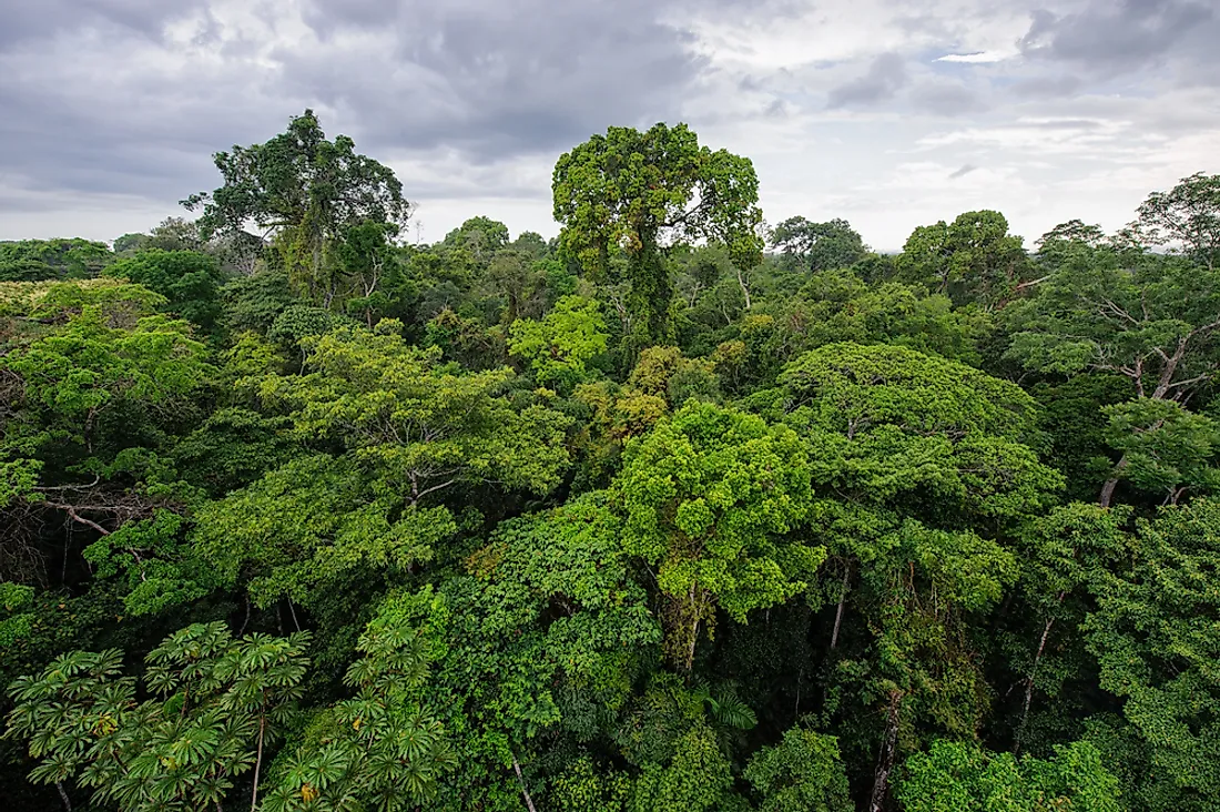 List of 5 Countries with Largest Forests in the World, by Yanuar Hadi