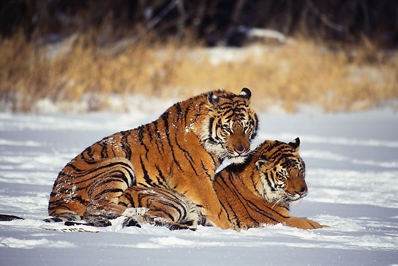 From Siberia to the tropical jungles of South Asia, wild tiger numbers are seeing positive population growth across much of their natural ranges.