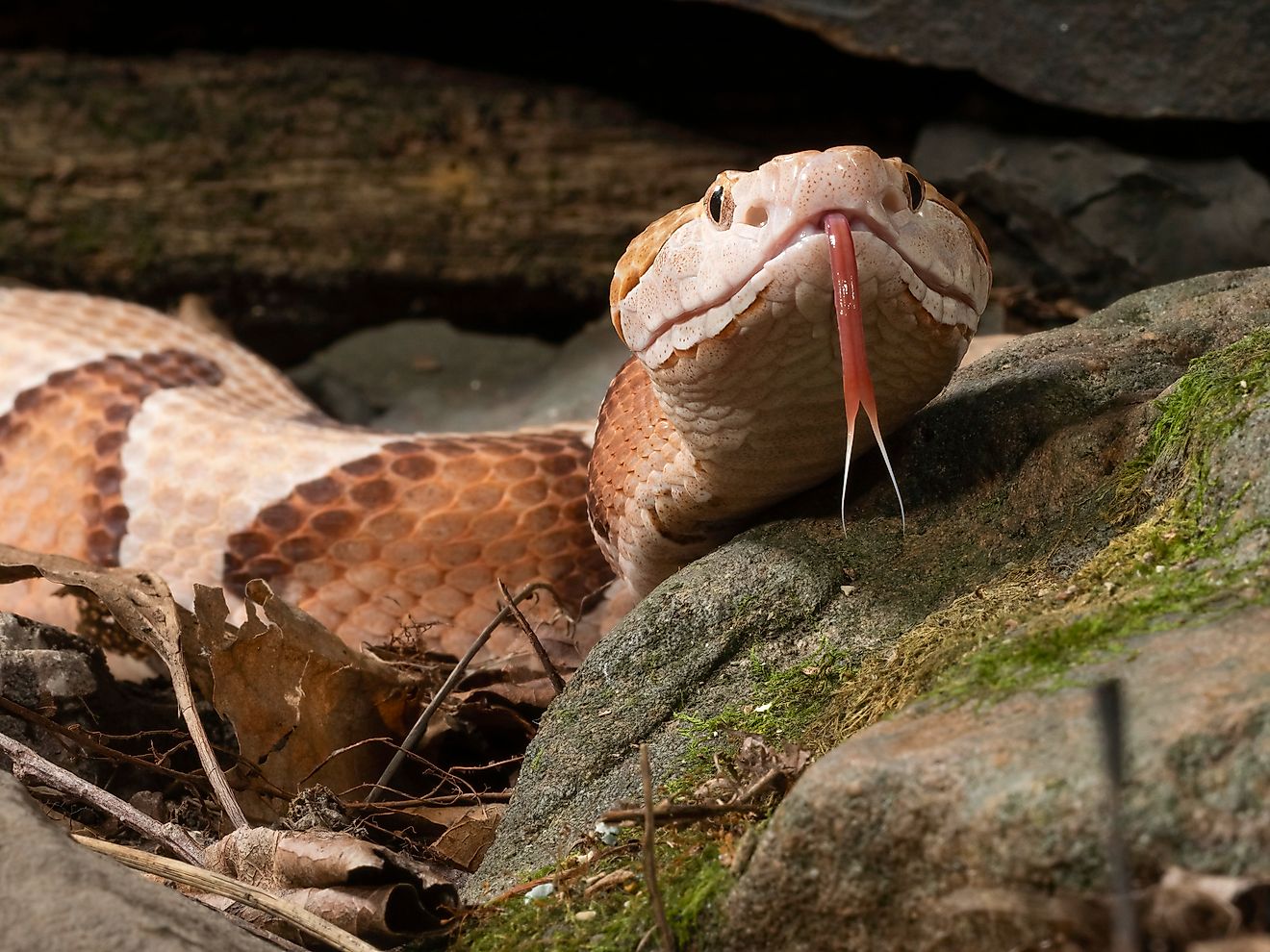 A copperhead snake flicking its forked tongue.