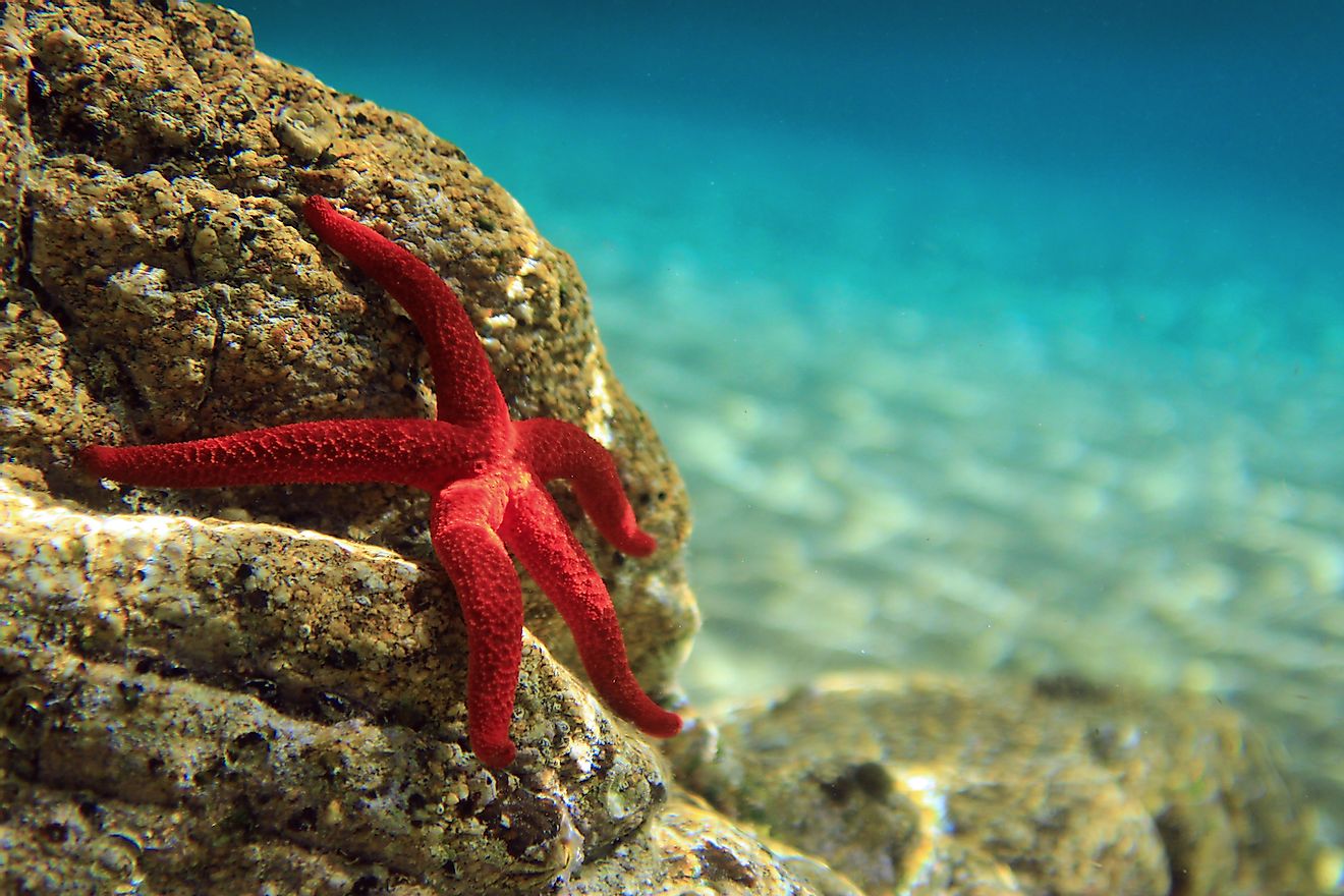 Mediterranean Red Sea Star. Image credit: ojce/Shutterstock.com