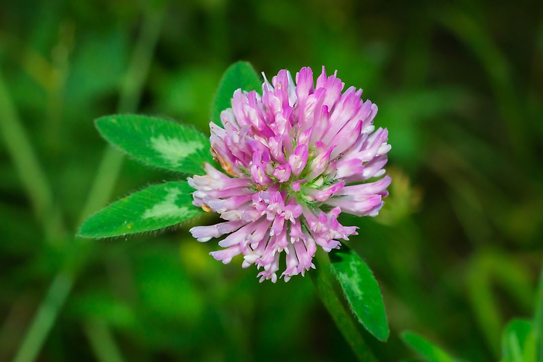 The red clover is found throughout the Vermont countryside.
