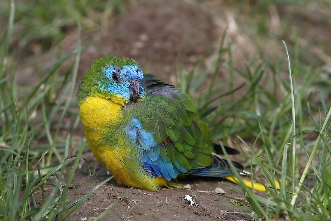 The coloration of the turquoise parrot depends on its sex. 