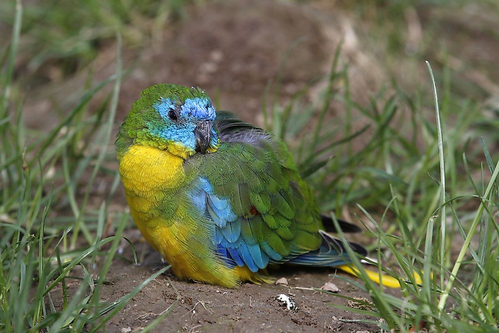 The coloration of the turquoise parrot depends on its sex. 