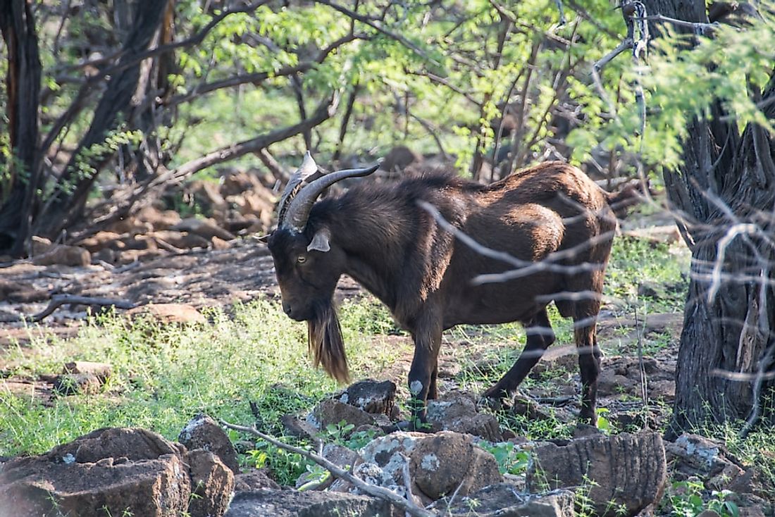 A feral goat in Hawaii.
