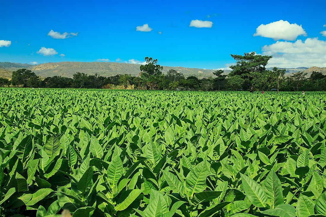 A tobacco field in Nicaragua. 