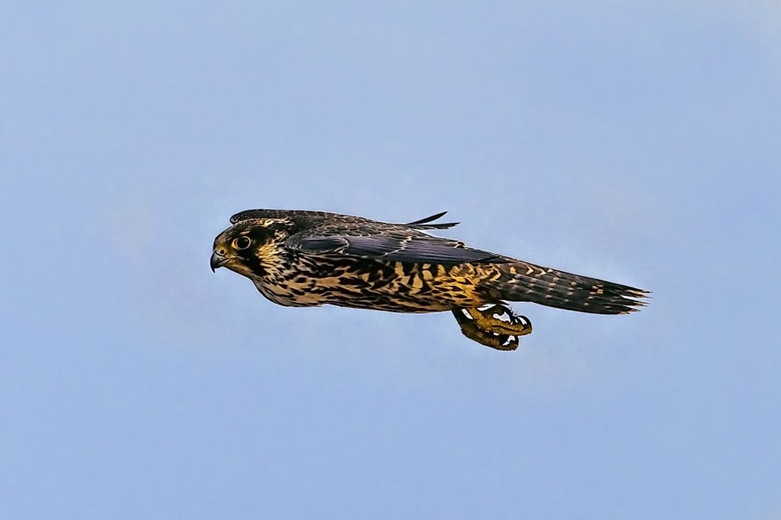 A peregrine falcon in flight.