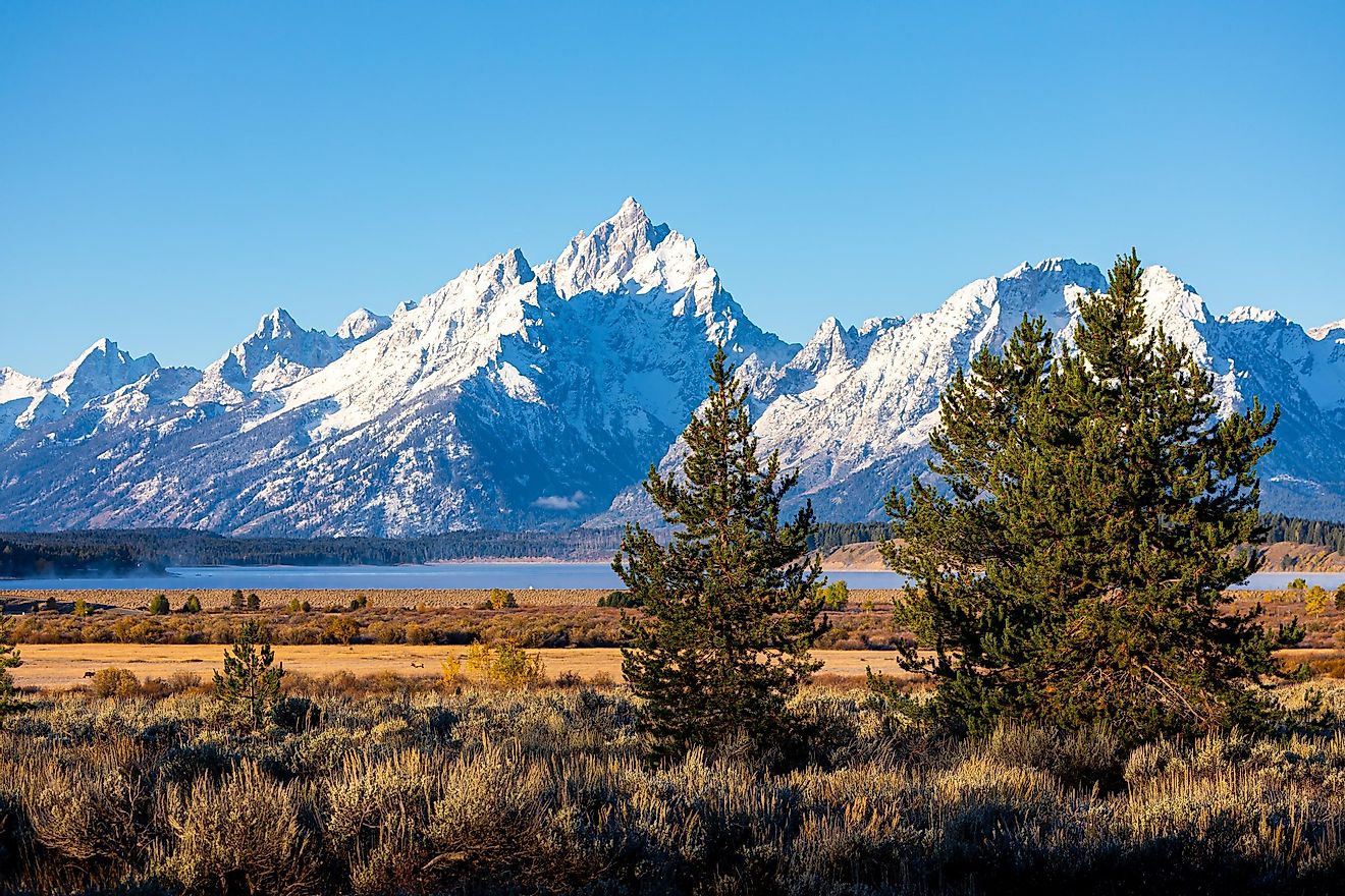 Trees and bushes in the Willow Flats area with the towering Grand Teton and Mount Moran snow-covered mountains in the background on a sunny day in Wyoming.