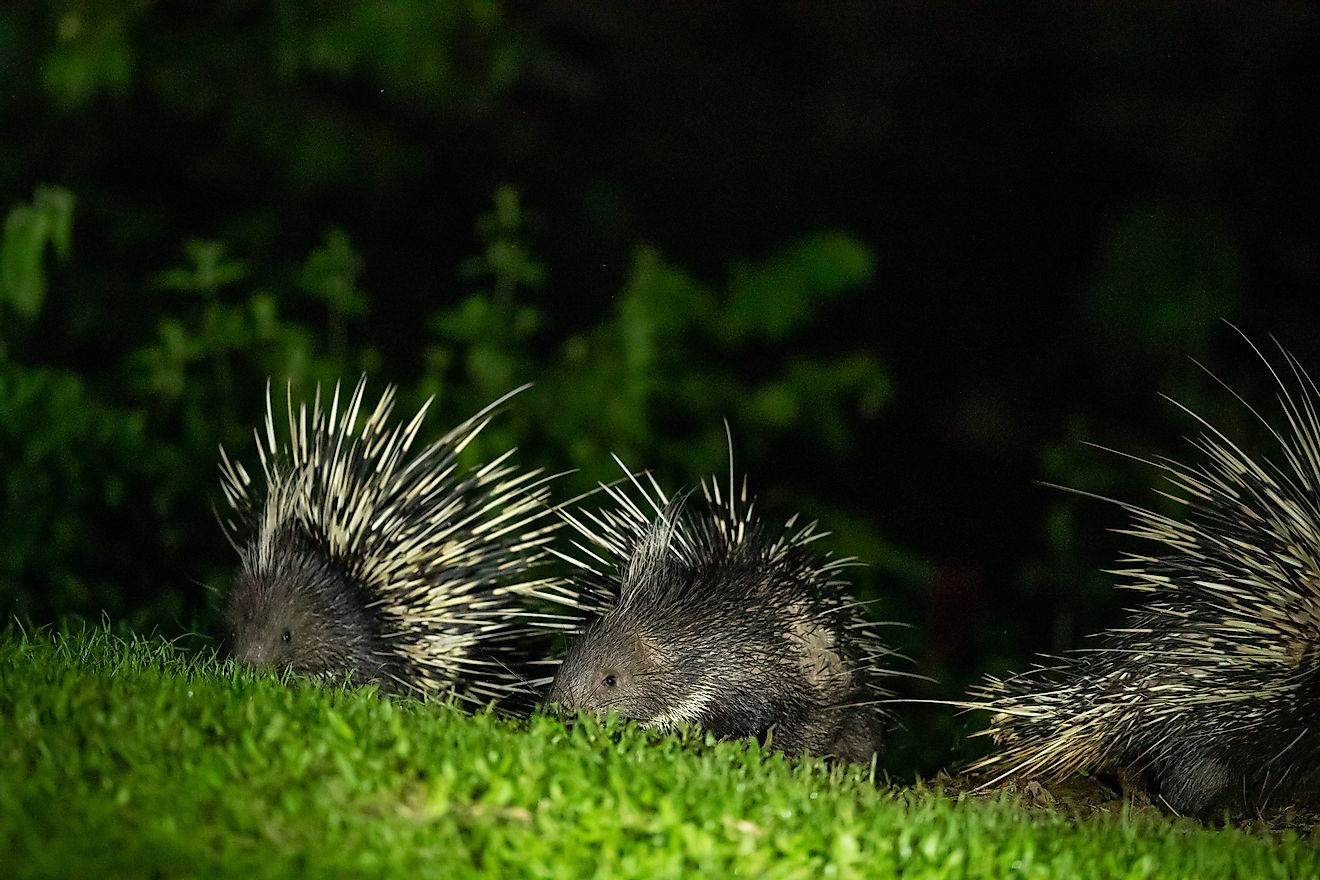 A group of porcupines foraging at night. Image credit: 5213P/Shutterstock.com