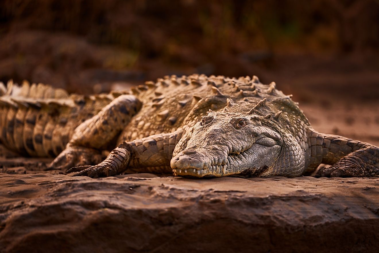 American crocodiles (Crocodylus acutus)