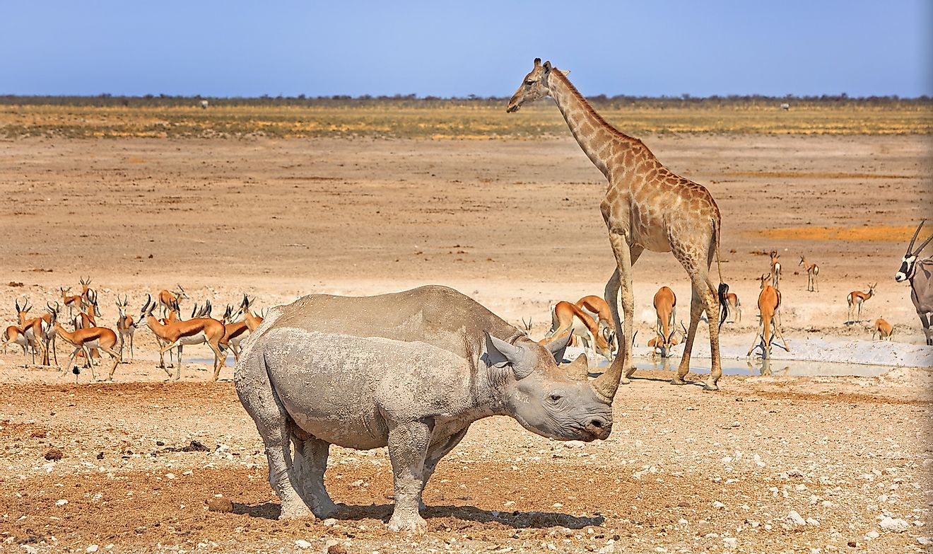 Scenic view of Giraffe, Black Rhino, Gemsbok Oryx and Springbok around a waterhole in Etosha National Park. Image credit: paula French/Shutterstock.com