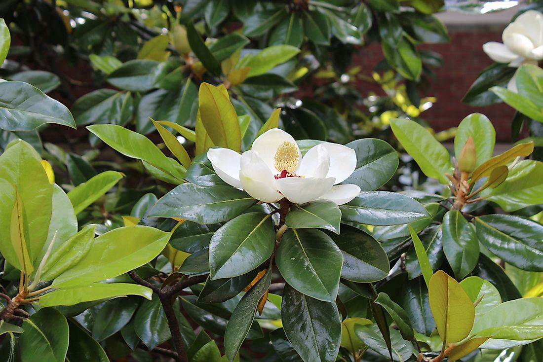 The Southern Magnolia flower. 
