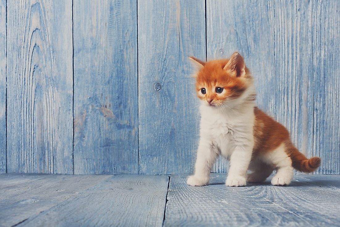 A domestic cat kitten. 