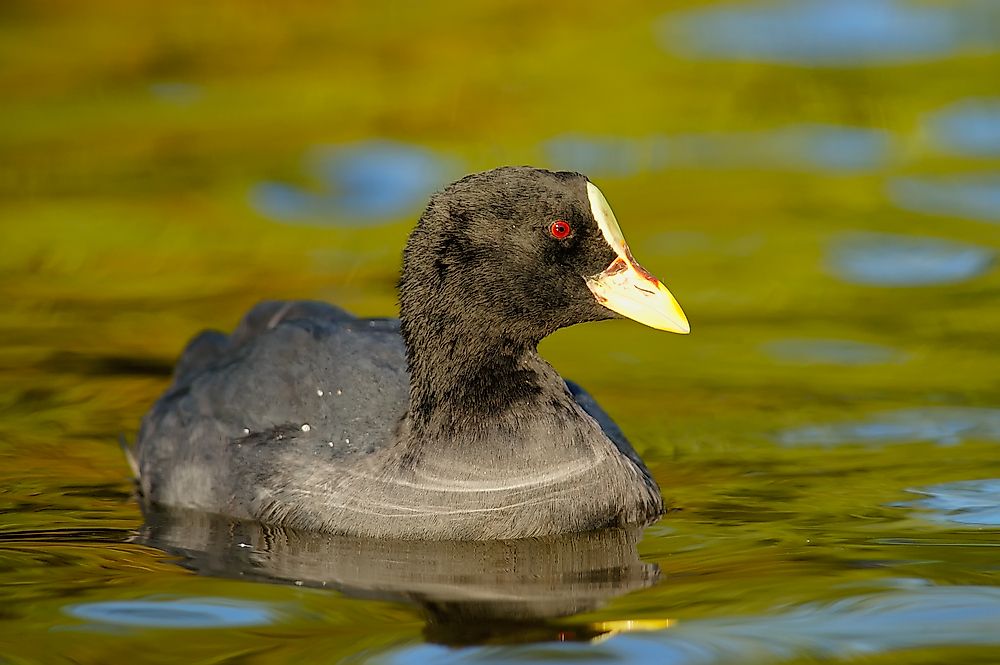 A red-gartered Coot. 