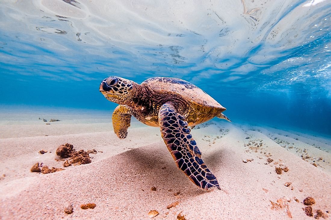 A sea turtle off the Hawaiian coast. 