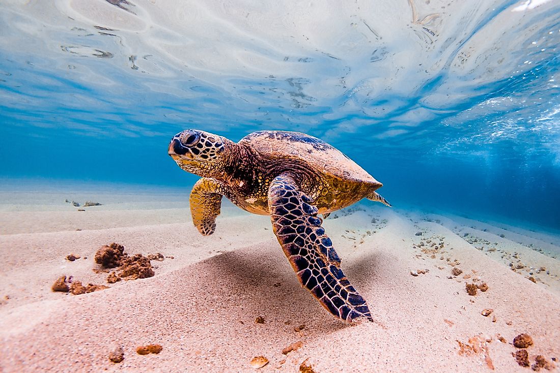 A sea turtle off the Hawaiian coast. 