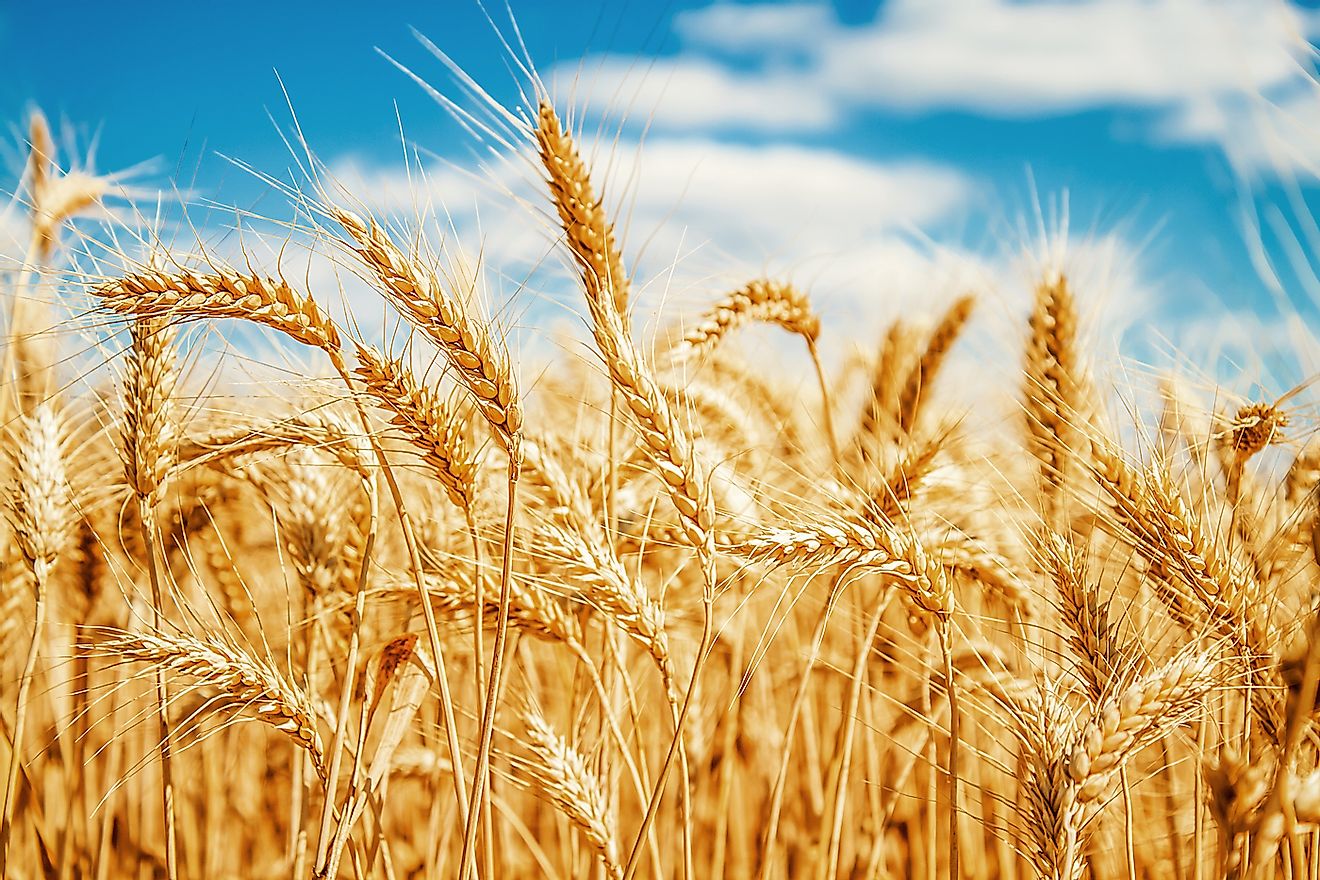 A wheat crop field. Image credit: Levgenii Meyer/Shutterstock.com