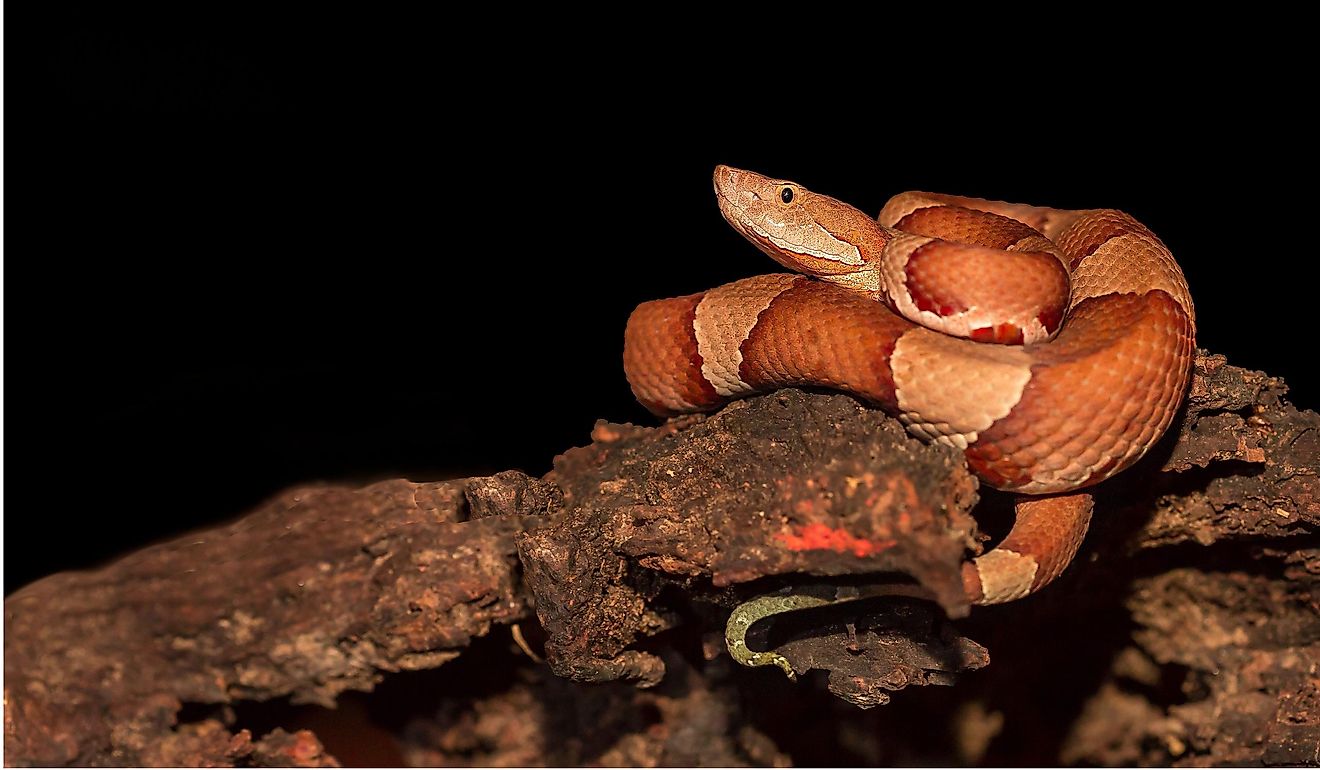Copperhead, snake- agkistrodon contortrix.