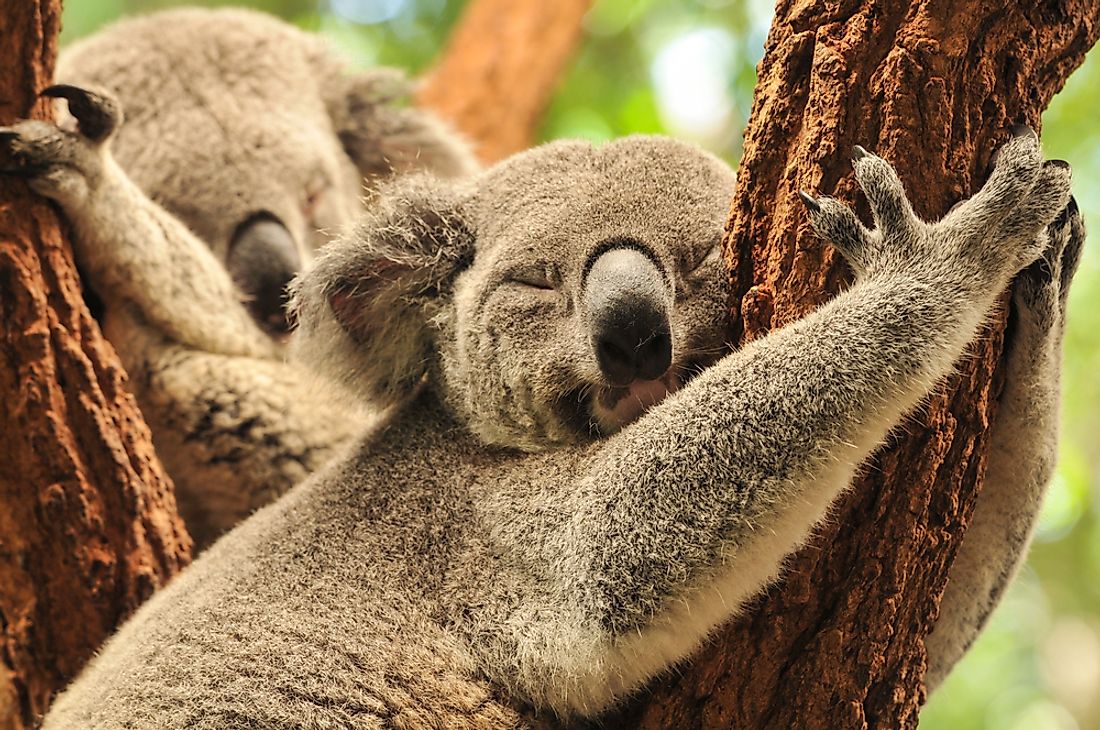 Koalas sleep for about 22 hours each day.