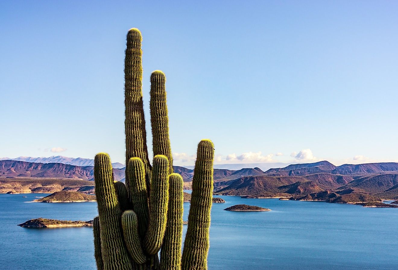 Saguaro cactus rising above Lake Pleasant near Phoenix, Arizona.