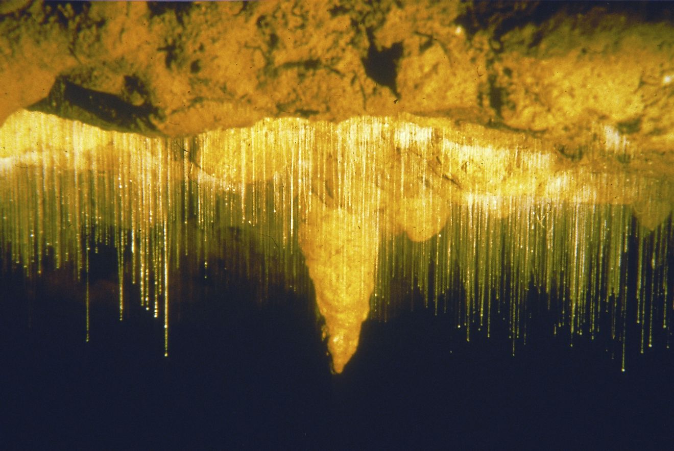 Fred Mace first explored the Waitomo Glowworm Caves on the North Island of New Zealand in 1887. They light up due to the bioluminescent glowworms that live there.