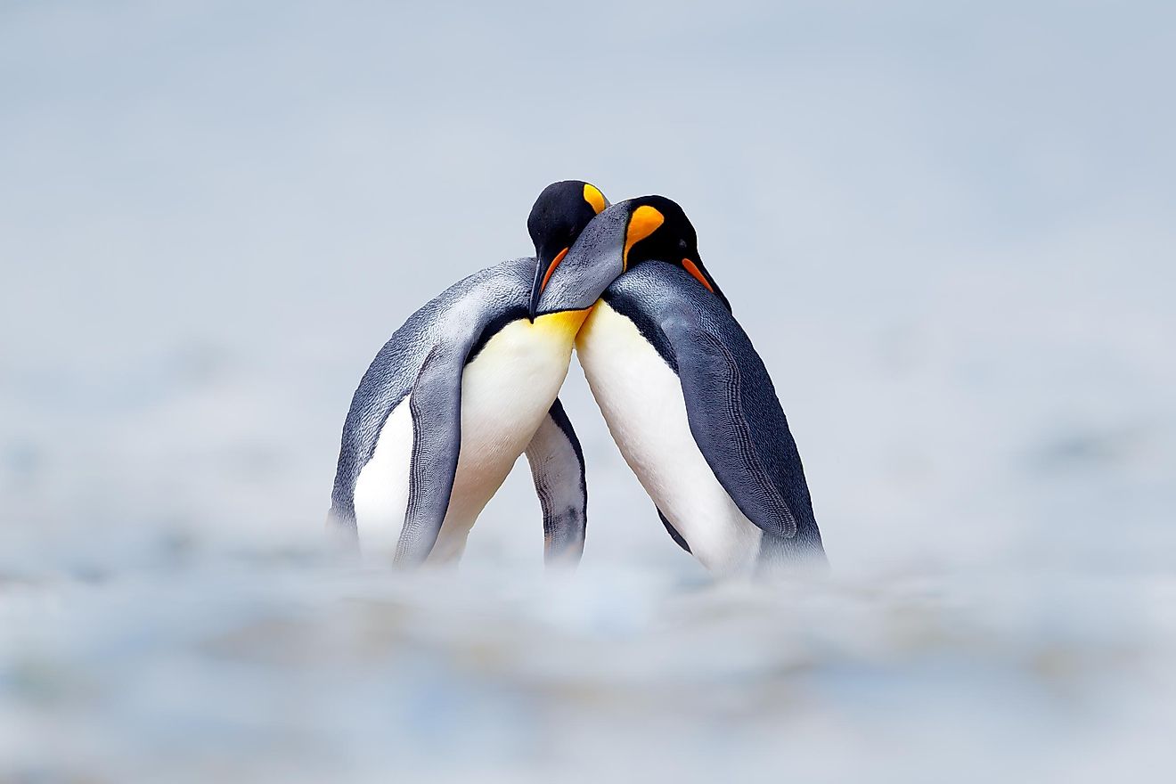 King penguin mating couple.