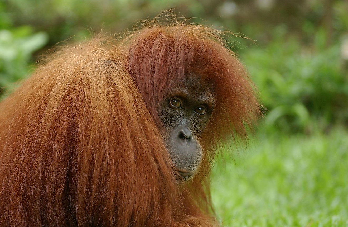 A Sumatran Orangutan at Bukit Lawang, North Sumatra, Indonesia. Image credit: DH Saragih/Shutterstock.com