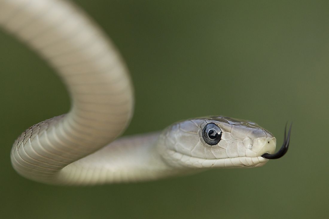 The black mamba snake. 