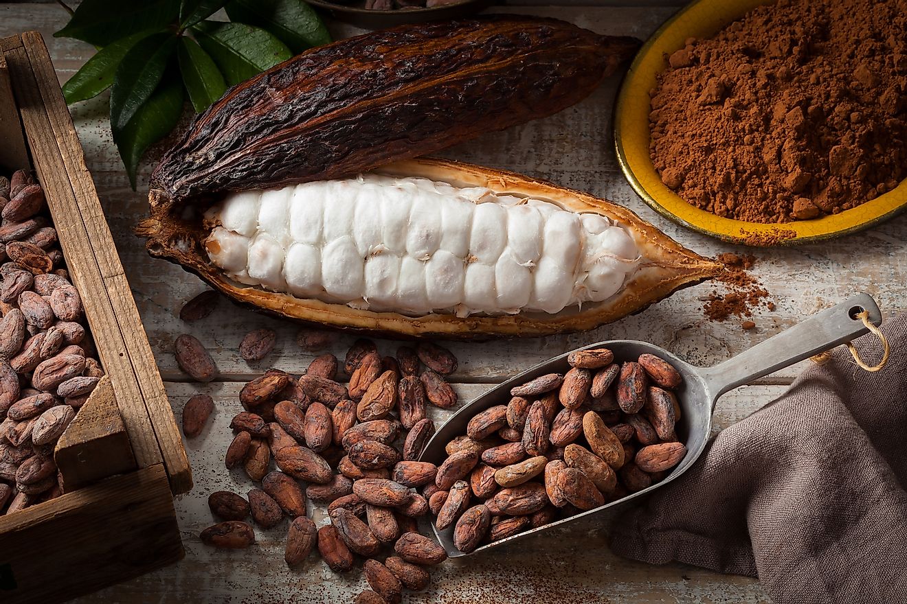 Cocoa beans.