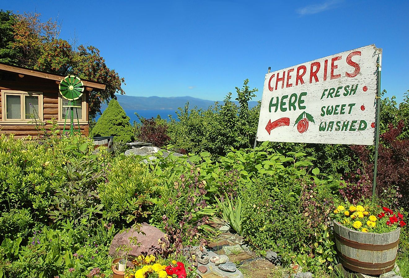 Sign advertising cherries for sale at a cherry orchard with Flathead Lake in the background