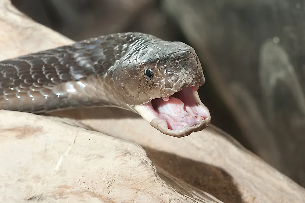 The black-necked spitting cobra is a poisonous snake indigenous to Nigeria. 