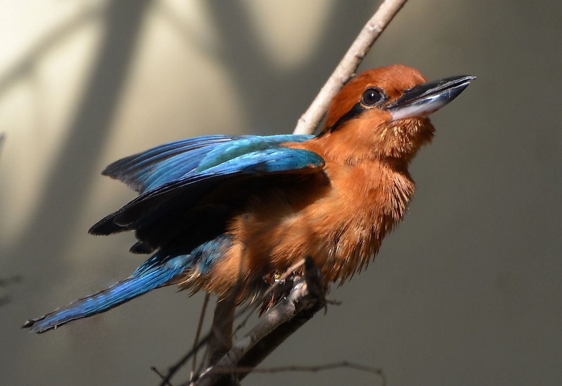 The Guam kingfisher, pictured here, is extinct in the wild. 