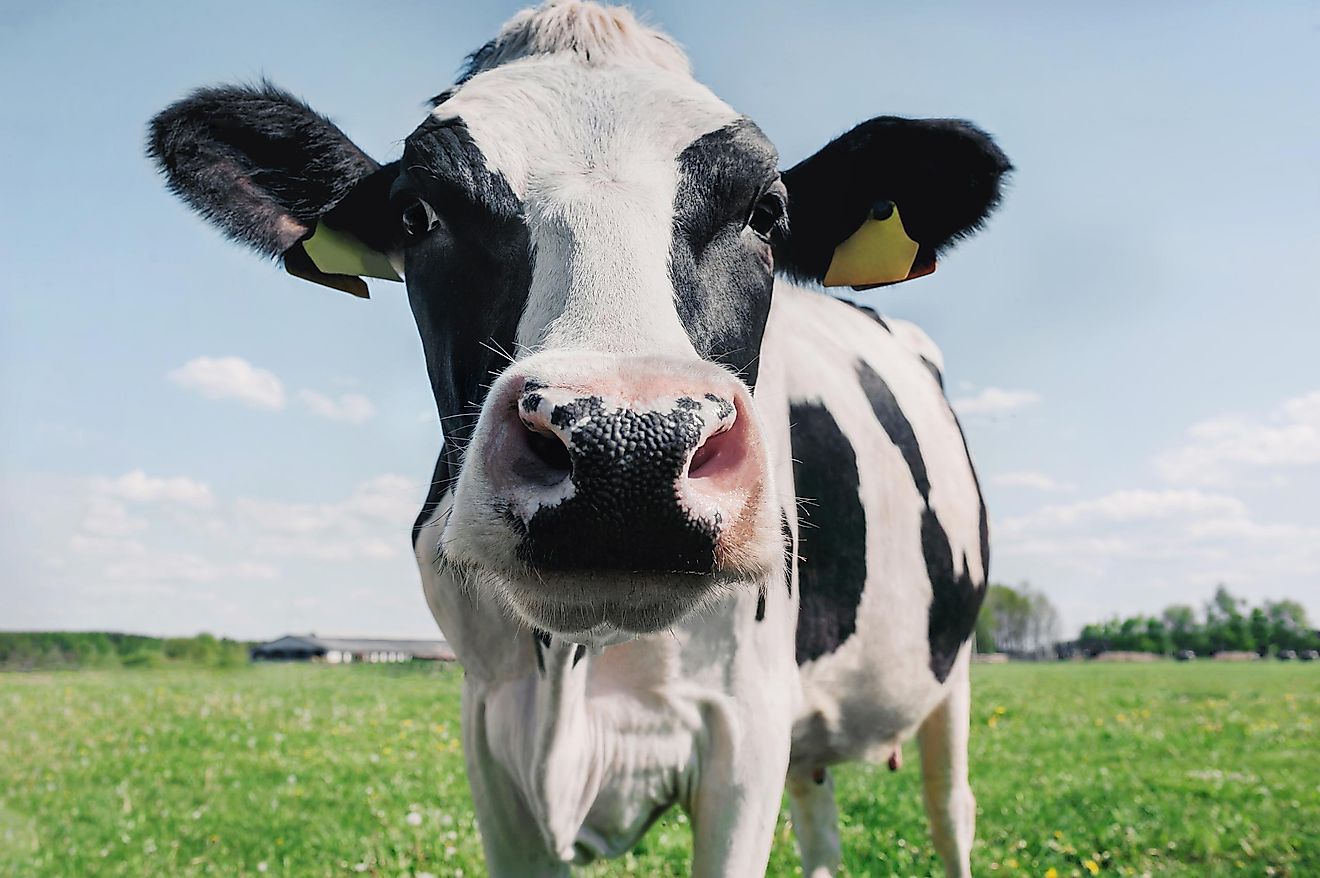 A dairy cow. Image credit: Alena Demidyuk/Shutterstock
