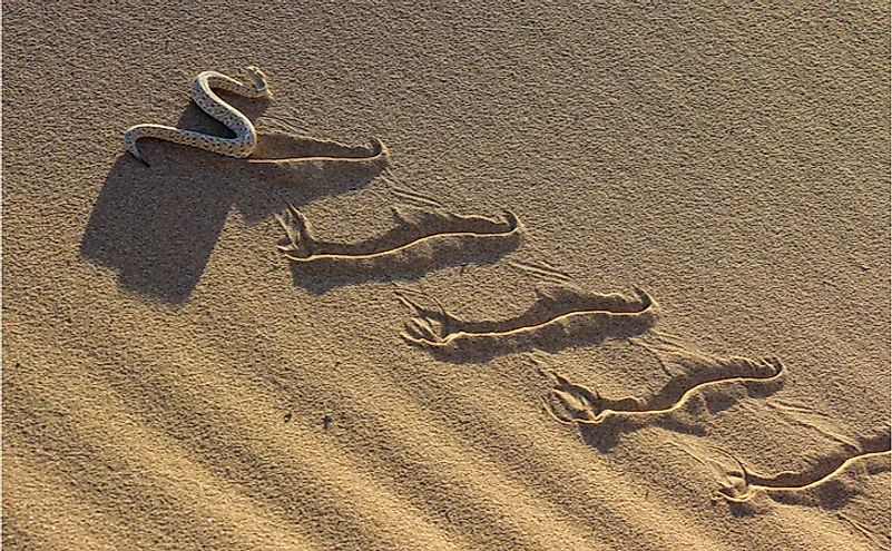 Sidewinding is a movement of snakes observed in desert habitats.