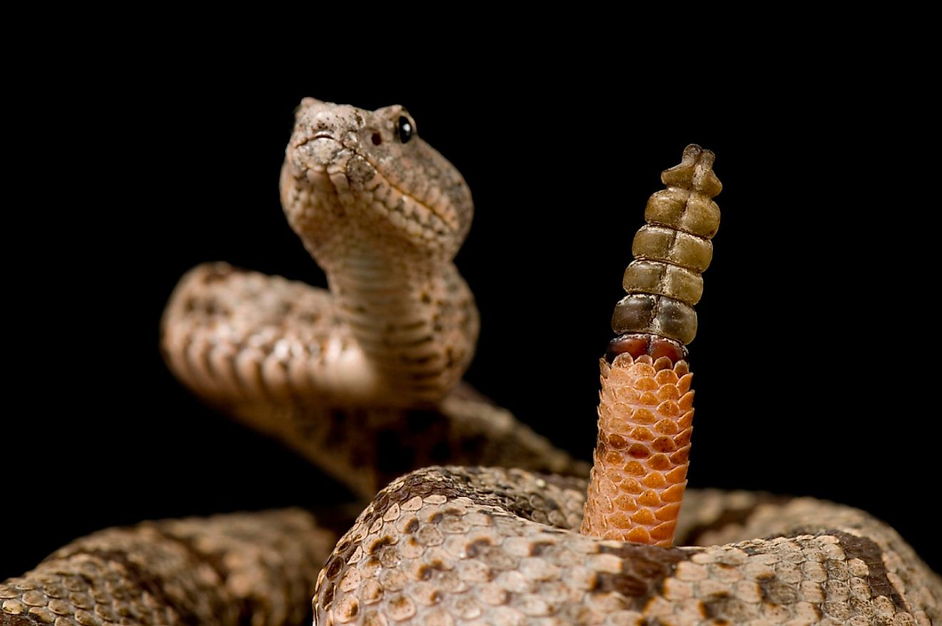 A banded rock rattlesnake. Image credit: Dawn photos/Shutterstock.com