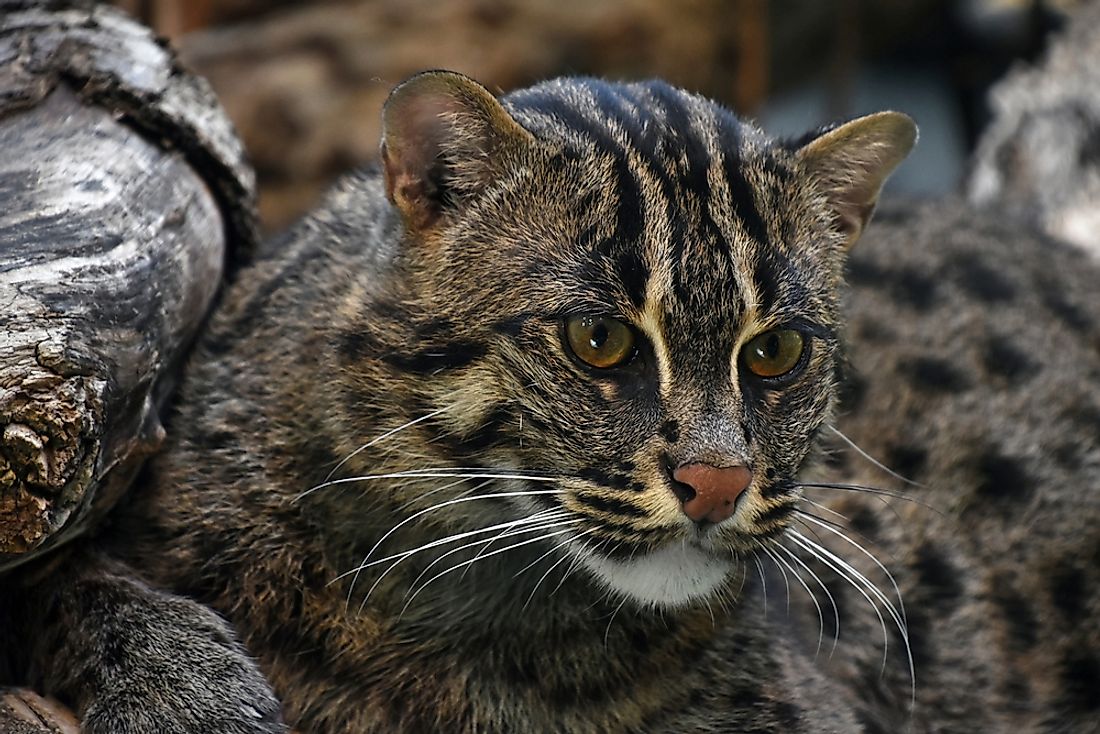 Prionailurus viverrinus, or fishing cat, can be found in south-east Asia. 