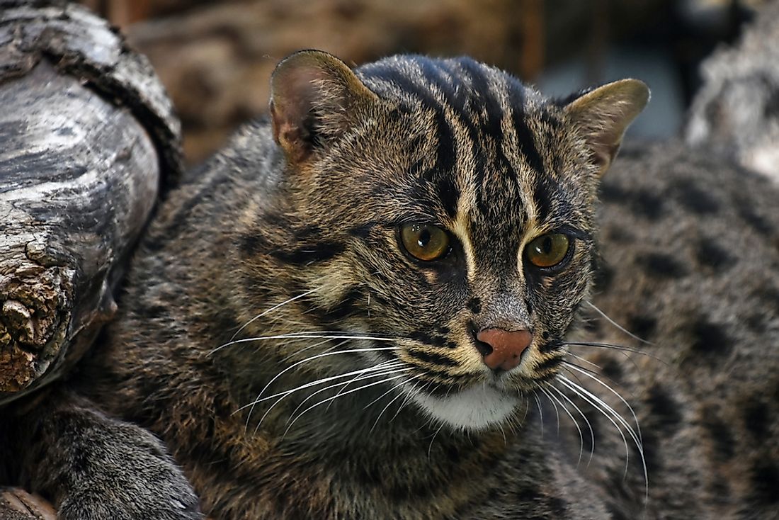 The Five Cat Species Of The Prionailurus Genus Worldatlas