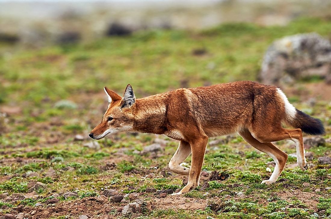 The Ethiopian wolf has a fox-like appearance. 