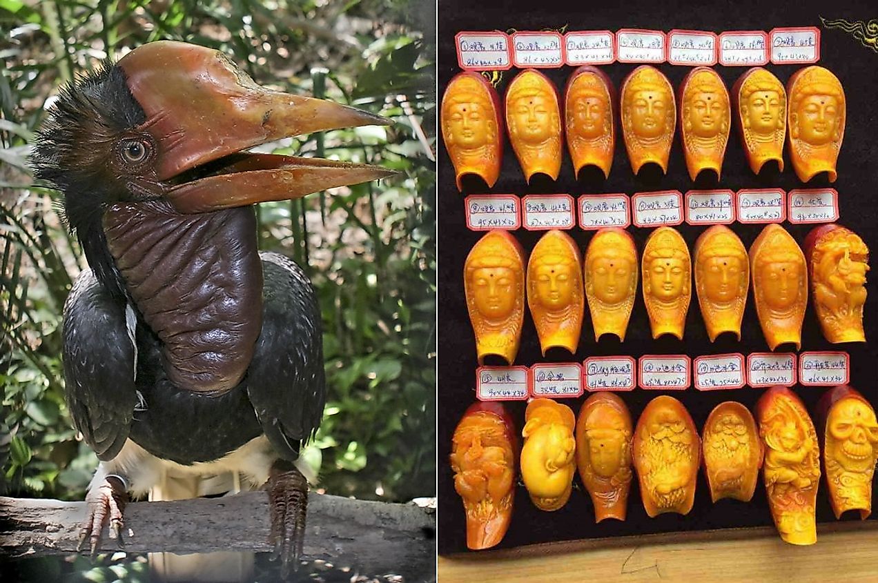Live photo and artistic depiction of the Helmeted hornbill. Note the casque atop the beak from which red ivory is derived.