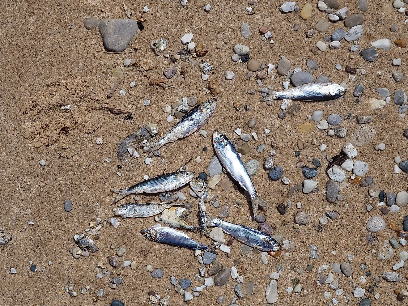 Dead alewives washed up on the shore of Lake Michigan