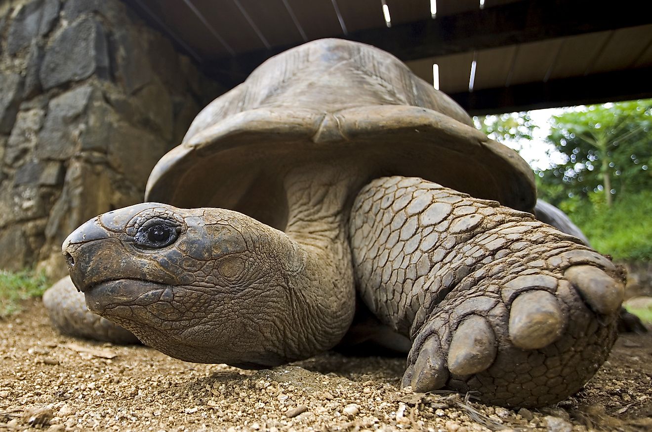 Giant tortoises live long, really long. Image credit: Jenny Sturm/Shutterstock.com